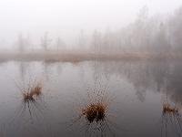Vereinzelte Grasbüschel im zweiten Moorsee - Kendlmühlfilzn